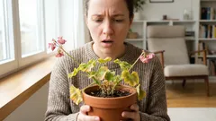 Compraram uma flor bonita — e uma semana depois ela murchou? Eis o que realmente acontece.