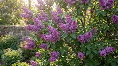 É possível podar lilases — e isso realmente torna a floração mais exuberante?