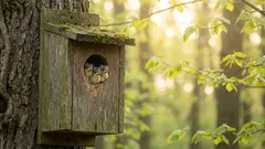 Queríamos ajudar os pássaros, mas acabou sendo o contrário: 9 erros na construção de um bebedouro para pássaros