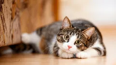 A personalidade do gato muda com a idade — e o que esperar do seu animal de estimação