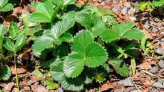 Como multiplicar morangueiros sem transplantes e com quase 100% de pegamento