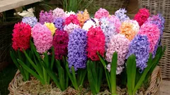 Jacinto em vaso: como resfriar corretamente o bulbo e obter uma floração perfeita