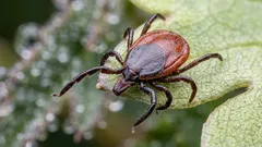 Por que a natureza precisa dos carrapatos: a verdade desagradável sobre o papel importante desses pequenos parasitas