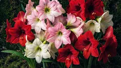 Hippeastrum em casa: como plantar e cuidar para que floresça com flores enormes