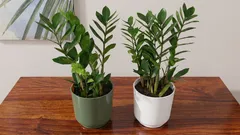 Por que o zamioculcas não produz novas folhas? Eis o que realmente o impede