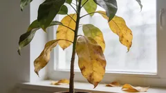 Por que a planta perde as folhas? Veja como descobrir a verdadeira razão em 1 minuto