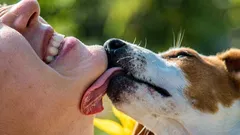 A saliva dos cães realmente cura? O que realmente acontece com a ferida?